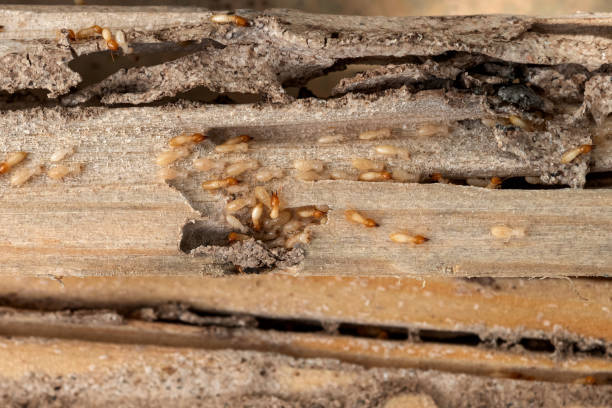 Insect Control in Gallup, NM