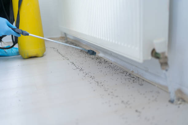 Best Flea Control Services  in Gallup, NM